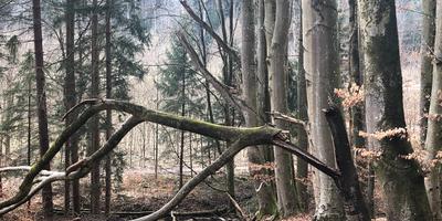 Buchen, Aufzeichnungen, Betäubungsmitteleinfluss, Unter, Baum, Polizeirevier, Wahrnehmungen, Überwachungskameras, Hinweise, Telefonnummer