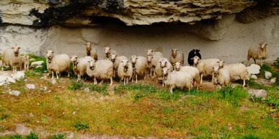 Schafe, Muttertiere, Lämmer, Nicki, Hanrieder, Sender, Oberbayern, Zolling, Erlebnisbäuerin