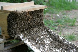 Bienen, Bienenvölker, Pirna, Rettungsaktion, Mitglieder, Lkw, Kisten, Panne, Völker, Futter