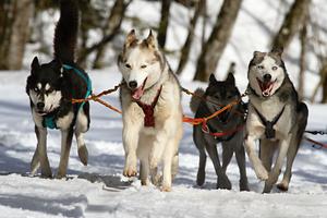 Huskies, Rutkowski, Sport, Seigo