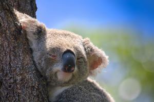 Koalas, Nationalparks, Schutz, Australien, News