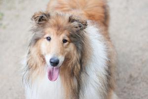 Lassie, Herrchens, Timmy, Hund, Rolle, Fellnase, Serie, Portrait, Ahnungslose