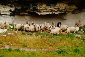 Schafe, Gelmer, Wohngebiet, Polizei, Ausgebüxt, Entdeckertour, Anwohner, Ausgebüxte, Dienstagmorgen
