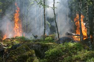 Waldbrände, Portugals, Waldflächen, Rumänien, Bilder, Statistik, Gesamtfläche, Infografik, Europas, Woche