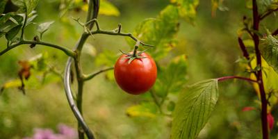 Missbauch, Tomate, Ausbeutung, Umgang, Projekt, Schüler, Warendorfer, Tomatenproduktion