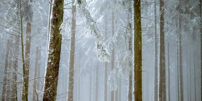 Neuschnee, Wintersport, Wald, Bayerischen, Wochenende, Temperaturen, Dank, Menschen, Übe, Wettertechnisch