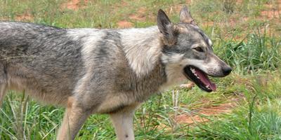 Wolf, Hund, Mischlinge, Rhön, Drei, Monaten, Suche, Zella, Umweltministeriums, Angaben